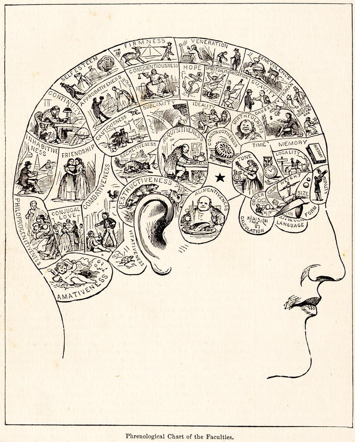Phrenologie ist die vom Arzt und Anatomen Franz Joseph Gall (1758–1828) entwickelte Schädellehre, die geistige Eigenschaften und Zustände bestimmten, klar abgegrenzten Hirnarealen, sogenannten «Organe ...