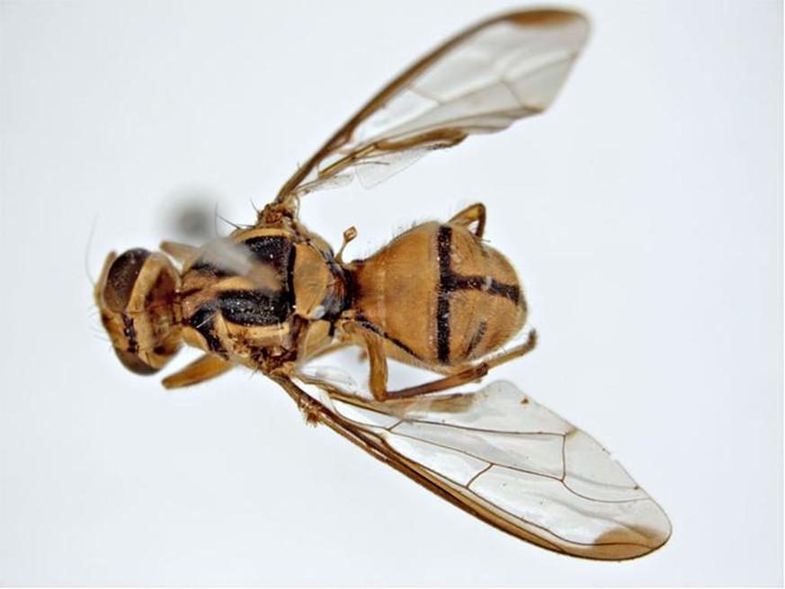 Die Fliege Bactrocera tau löste in Auckland Alarm aus.