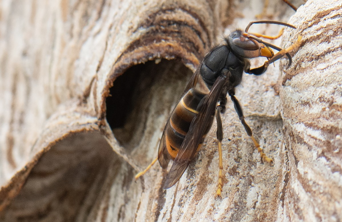 ARCHIV - 09.08.2024, Hessen, Maintal: Eine Asiatische Hornisse sitzt auf ihrem Nest. Die Asiatische Hornisse gilt als invasive Art, ihre Stiche sind deutlich schmerzhafter als die heimischer Insekten. ...