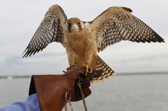 Gandal, a young male Peregrine Falcon, perches on the hand of Peruvian trainer Giuseppe Travi as he gives a demonstration of his training techniques at the bay of Asuncion, Paraguay, Saturday, Jan. 11 ...