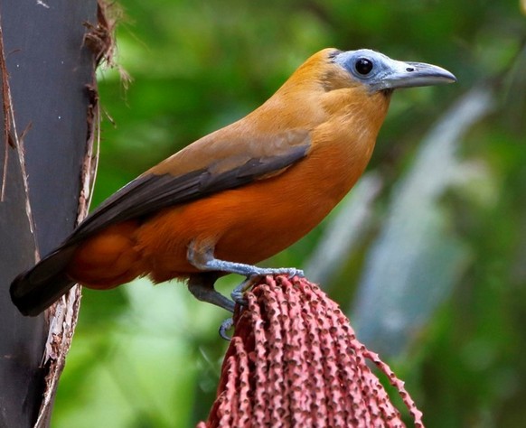 cute news tier vogel kapuzinerkotinga

https://www.reddit.com/r/AIDKE/comments/1lhyauv/the_capuchinbird_perissocephalus_tricolor_is/