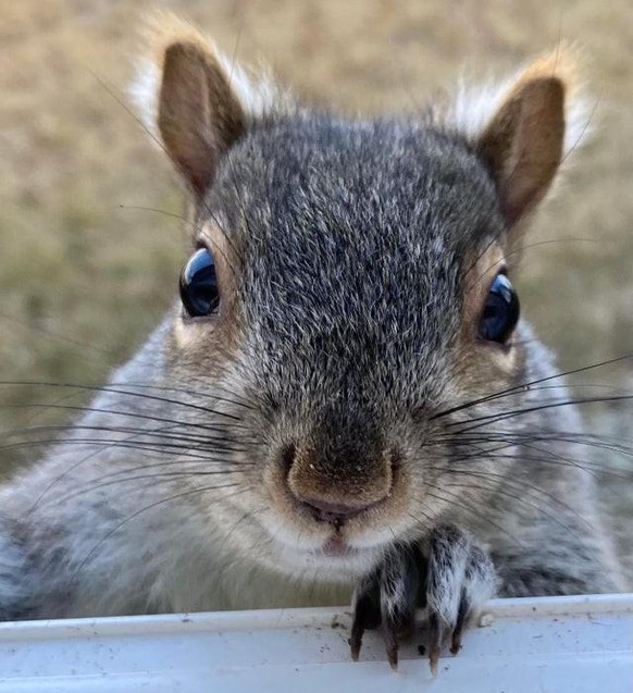eichhörnchen eiche
cute news tier animal squirrel

https://www.reddit.com/r/squirrels/comments/r6udex/fluffy_ears_was_a_ham_this_morning/