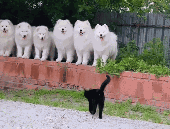 Animiertes GIF