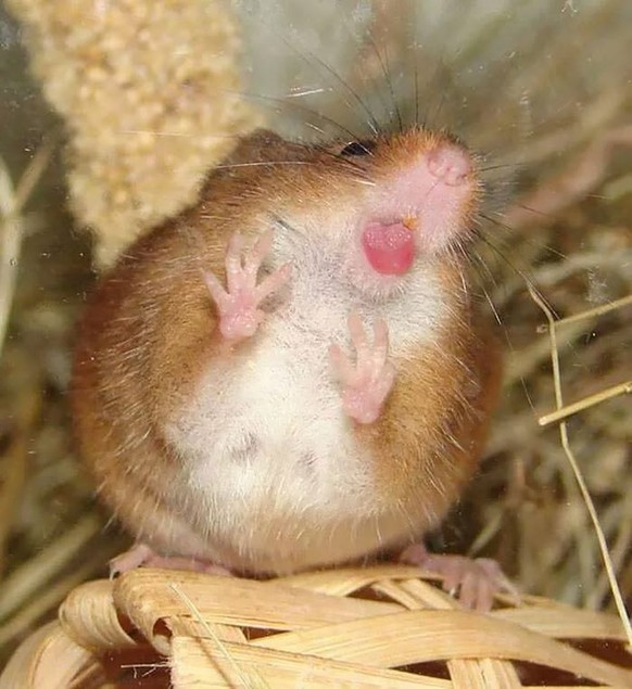 cute news tier hamster

https://ch.pinterest.com/pin/1121888957210442312/