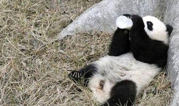 Panda trinkt aus der Flasche
Cute News
http://www.ebaumsworld.com/pictures/animal-cuteness-overload/83383211/