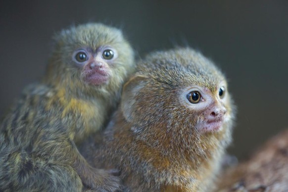 Cebuella pygmaea Zwergseidenäffchen