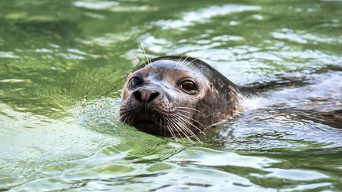 Seehund Saluk Tierpark Bern