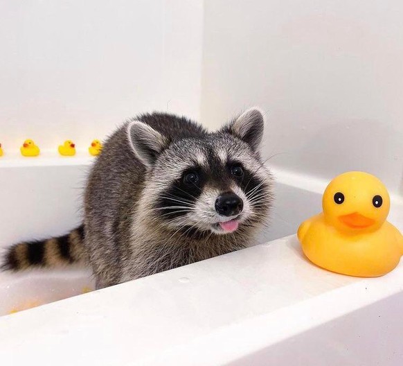 racoon waschbär cute news tier animal

https://www.reddit.com/r/aww/comments/r65jfr/raccoon_bath/