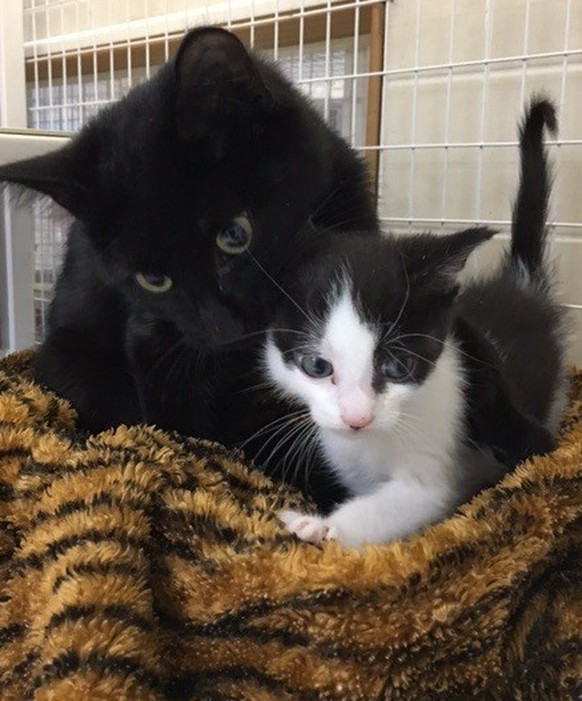 Liebevoll spielt und kuschelt «Mrs. Doubtfire» mit all seinen sechs Kindchen.