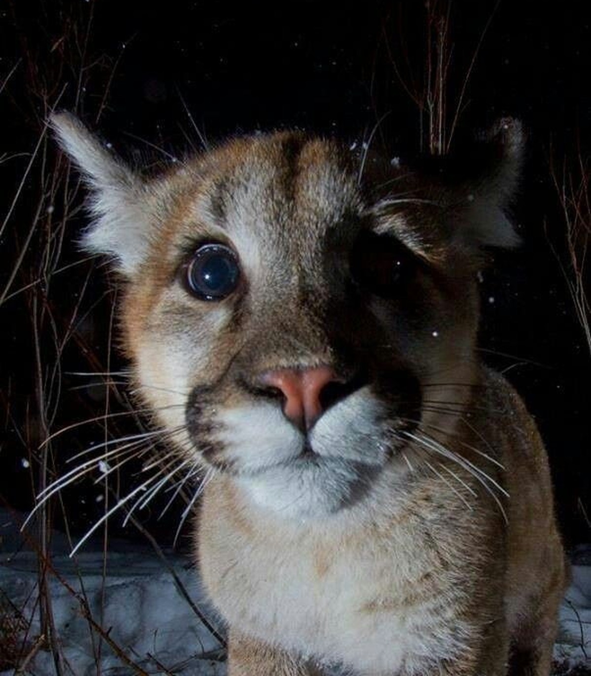 cute news tier wildtierkamera

https://ch.pinterest.com/pin/157555686960403722/