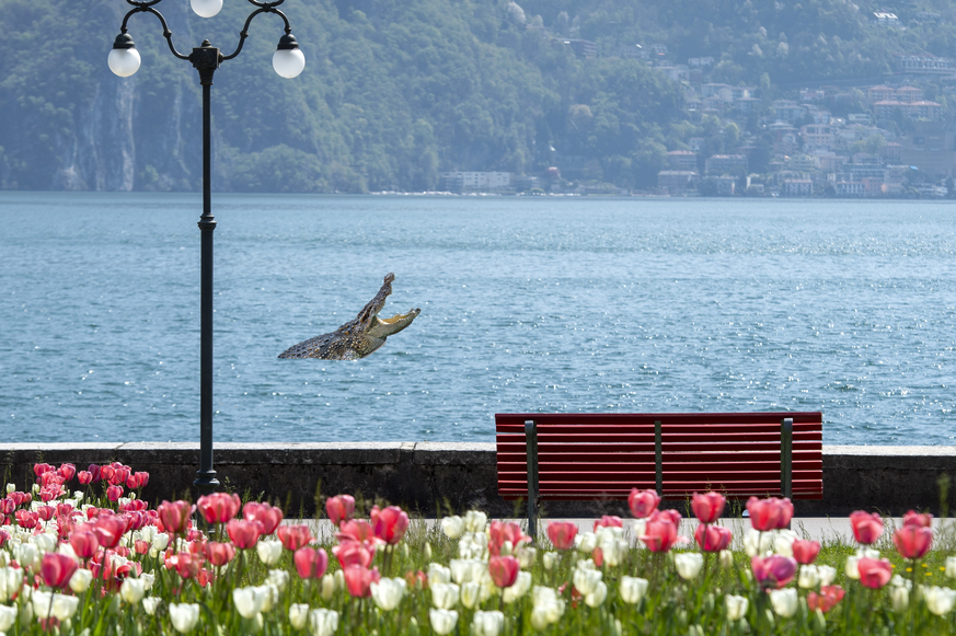 Ein helvetisches Alpenkrokodil in Ascona.