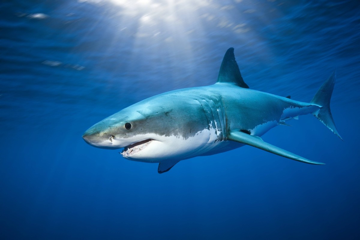 Grosser Weisser Hai, Carcharodon carcharias, Guadalupe Island, Mexiko Great White Shark, Carcharodon carcharias, Guadalupe Island, Mexico Grosser Weisser Hai, Guadalupe Island PUBLICATIONxINxGERxSUIxA ...