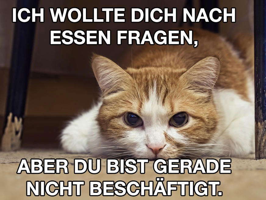 First World Problem Katzen