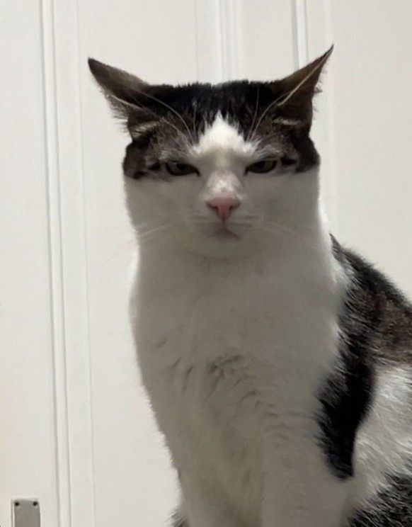 cute news tier katze

https://ch.pinterest.com/pin/1121888957209242772/