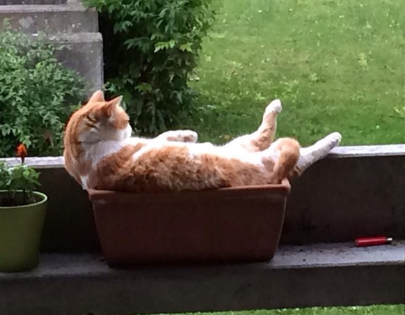 Und hier nun zu einer sehr ernsten Meldung ... Haha, Scherz – hier kommt der PICDUMP! 
Guten Rutsch auch von meiner Katze. Sie ist... FABULOUS