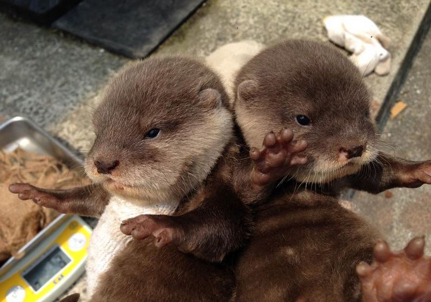 Otte / Otten
Cute News
Hoi Lina
http://imgur.com/search/score/all?q_type=jpg&amp;q_all=otter