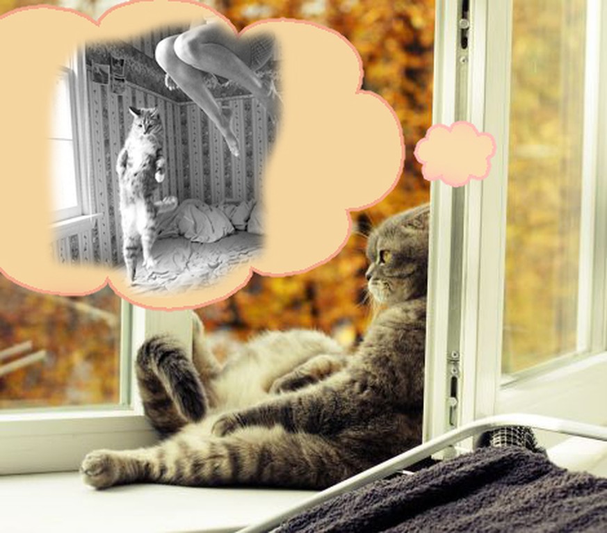 11 Anzeichen dafür, dass deine Katze den teuflischen Plan hat, deine Beziehung zu zerstören ;)