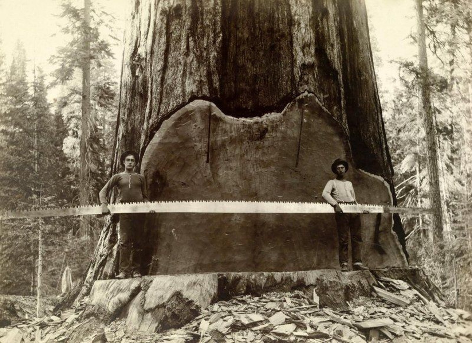 Holzfäller um 1900.