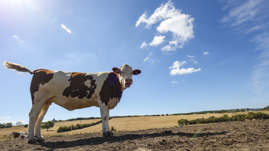 epa10108387 A cow stands in a field near Wellin, south of Belgium, 06 August 2022. The drought continues to impact the provinces of Namur and Luxembourg as new municipalities have taken measures to re ...