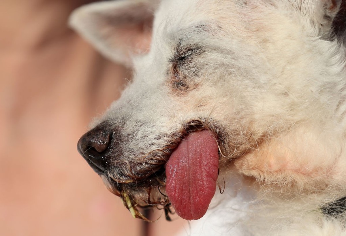 PETALUMA, CALIFORNIA - JUNE 21: A dog named Daisy Mae looks on during the World's Ugliest Dog contest at the Marin-Sonoma County Fair on June 21, 2024 in Petaluma, California. A Pekingese dog nam ...