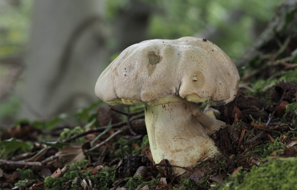 Wurzelnder Bitterröhrling Caloboletus radicans Pilz giftig