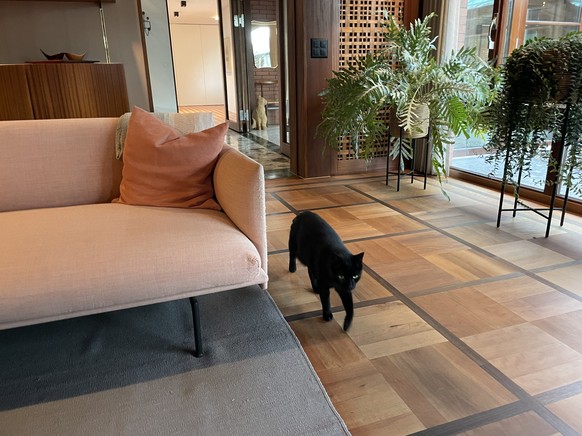 Hospiz Zentalschweiz: Schwarze Katze schlendert vorbei
