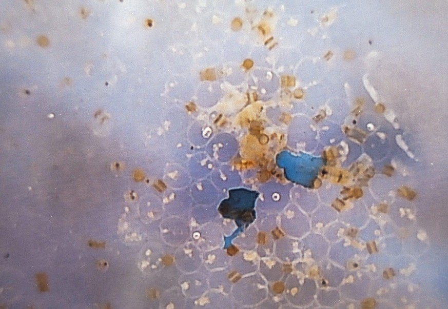 epa05183269 Two fragments of blue microplastic, likely to have originated from discarded fishing gear, are seen surrounded by diatom phytoplankton on an iPad screen connected to a microscope, having b ...