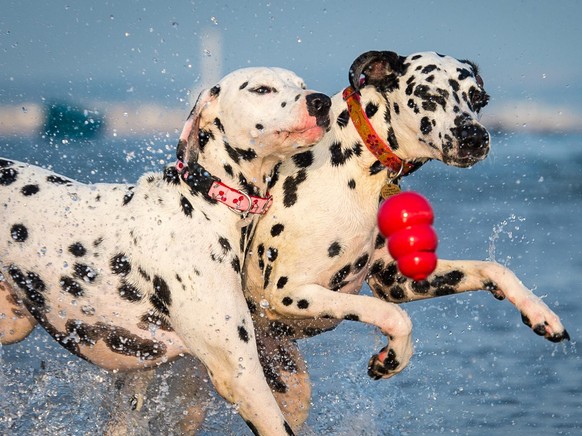 Dalmatiner chien dog hund