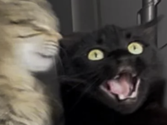 Die lustigsten Fails der Woche