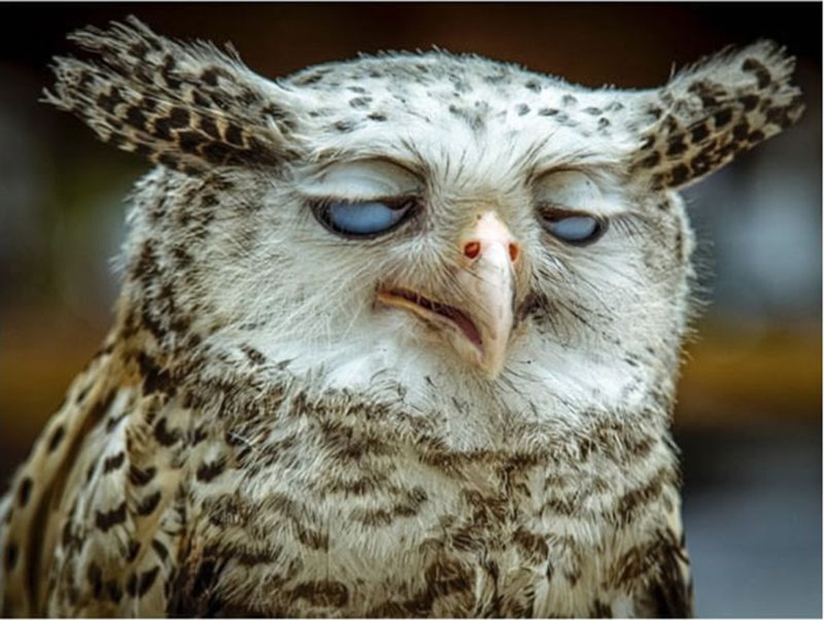 Lustige Tierbilder
Cute News
https://funnyfoto.org/unflattering-animal-photos-24-pics/