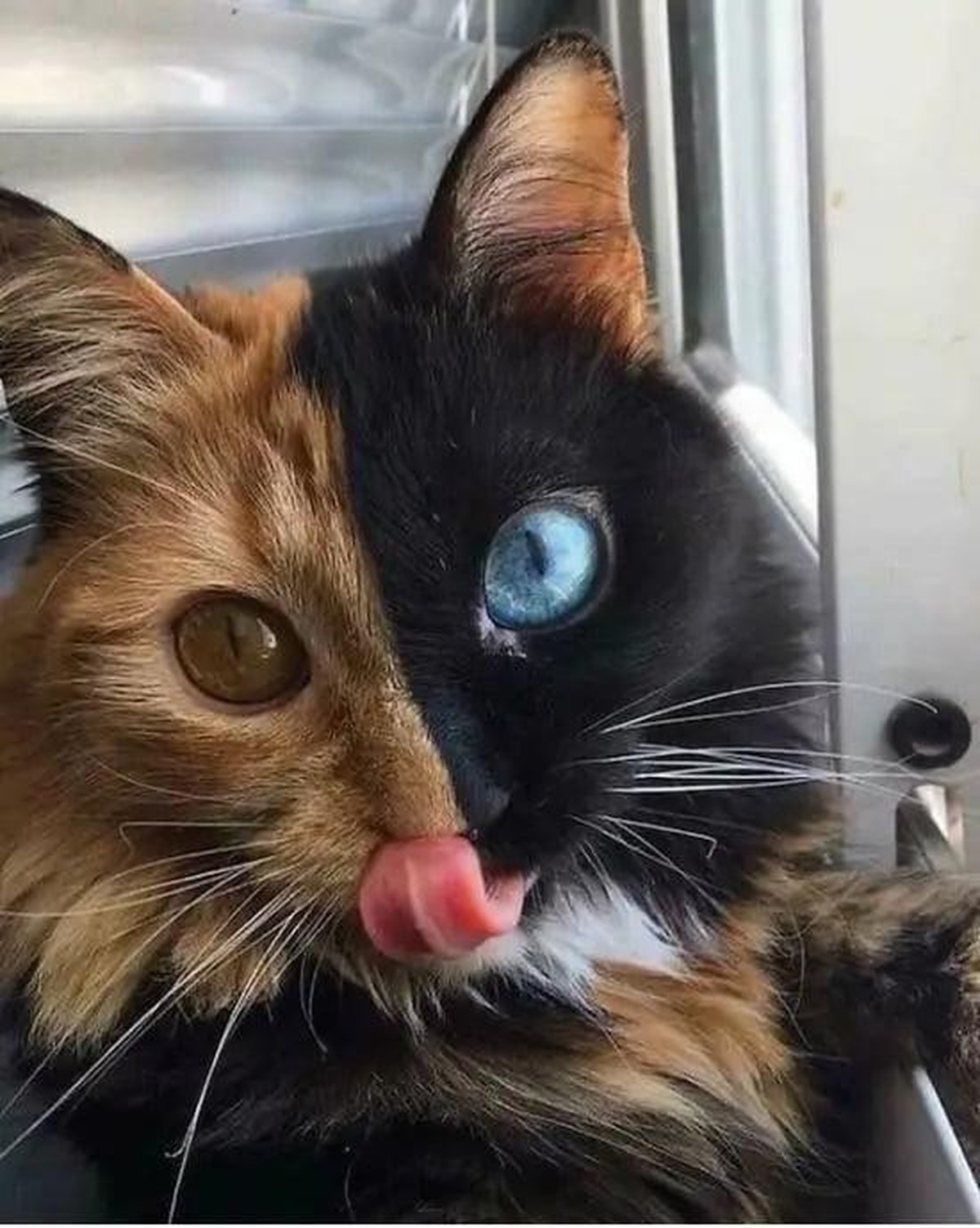 cute news tier katze

https://www.reddit.com/r/CatsBeingCats/comments/1fe54h1/shes_a_beauty/
