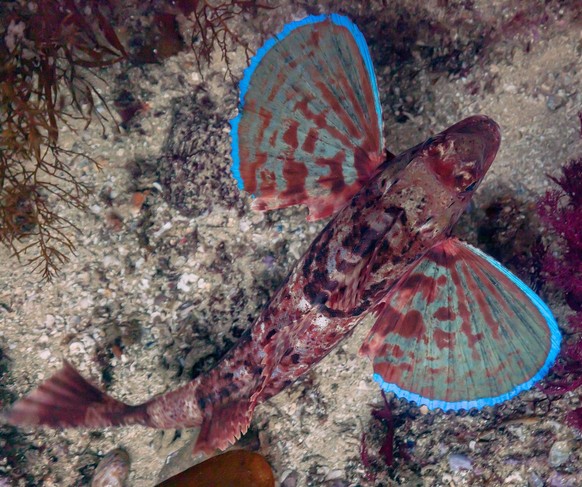 Spiny red gurnard (Chelidonichthys spinosus) Roter Stachelknurrhahn