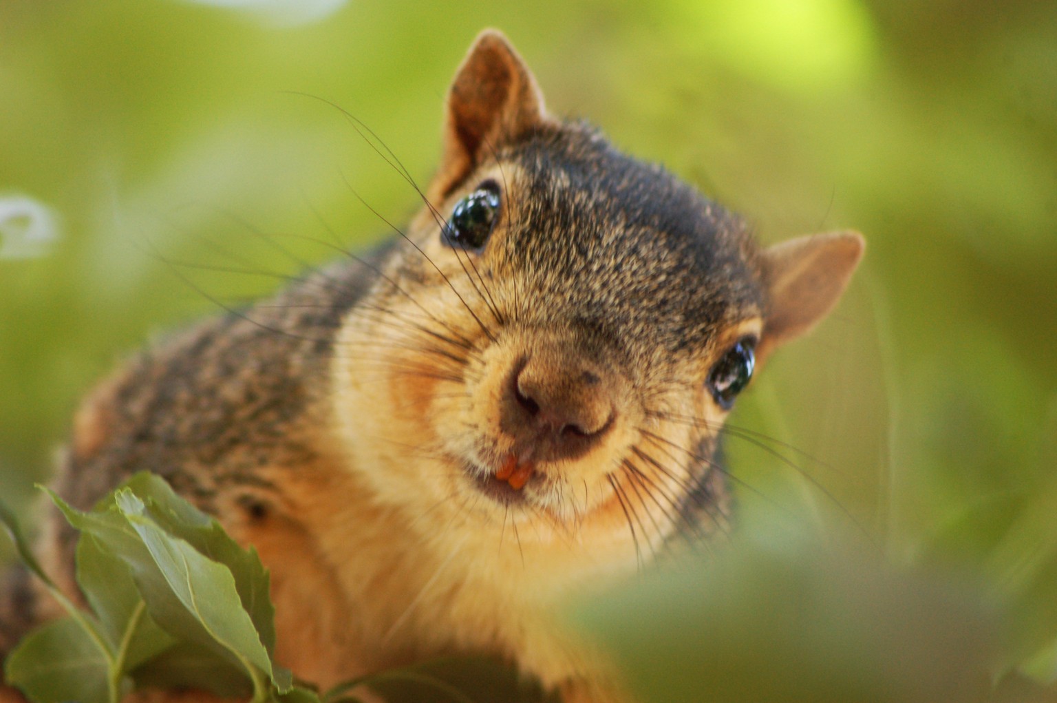 Eichhörnchen
Cute News
https://www.flickr.com/photos/maspick/3288368413