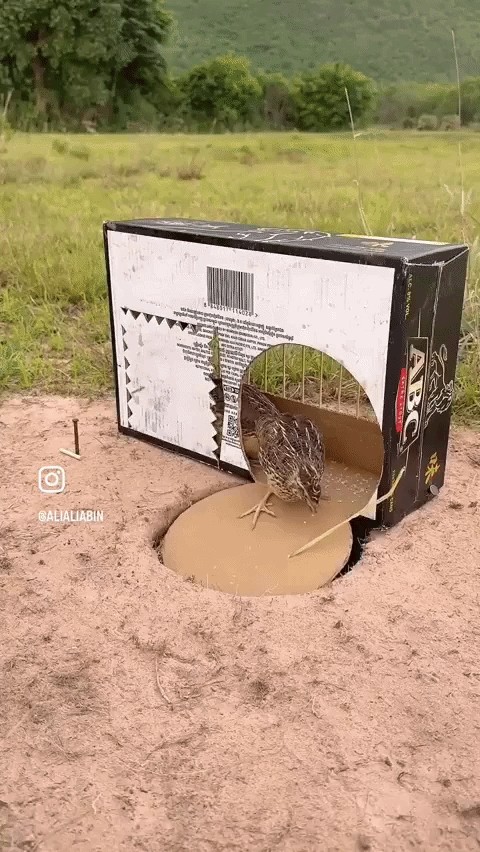 Animiertes GIF