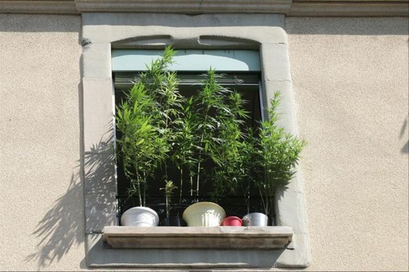 GenВЏve, le 09.08.2006
De nombreux plan de chanvre ou cannabis sont plantЕЅ sur les balcons et fenВђtres Л† genВЏve.
В© J.-P. Di Silvestro 
 di.silvestro@bluewin.ch