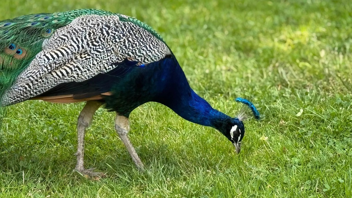 Un paon dans une prairie: Dans une ville anglaise, ces oiseaux font de gros dégâts.