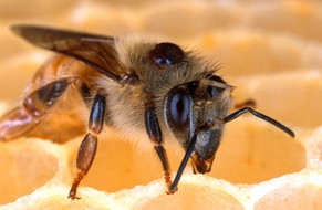 Auch eine Ursache fürs Bienensterben: Varroa-Milbe auf Honigbiene.