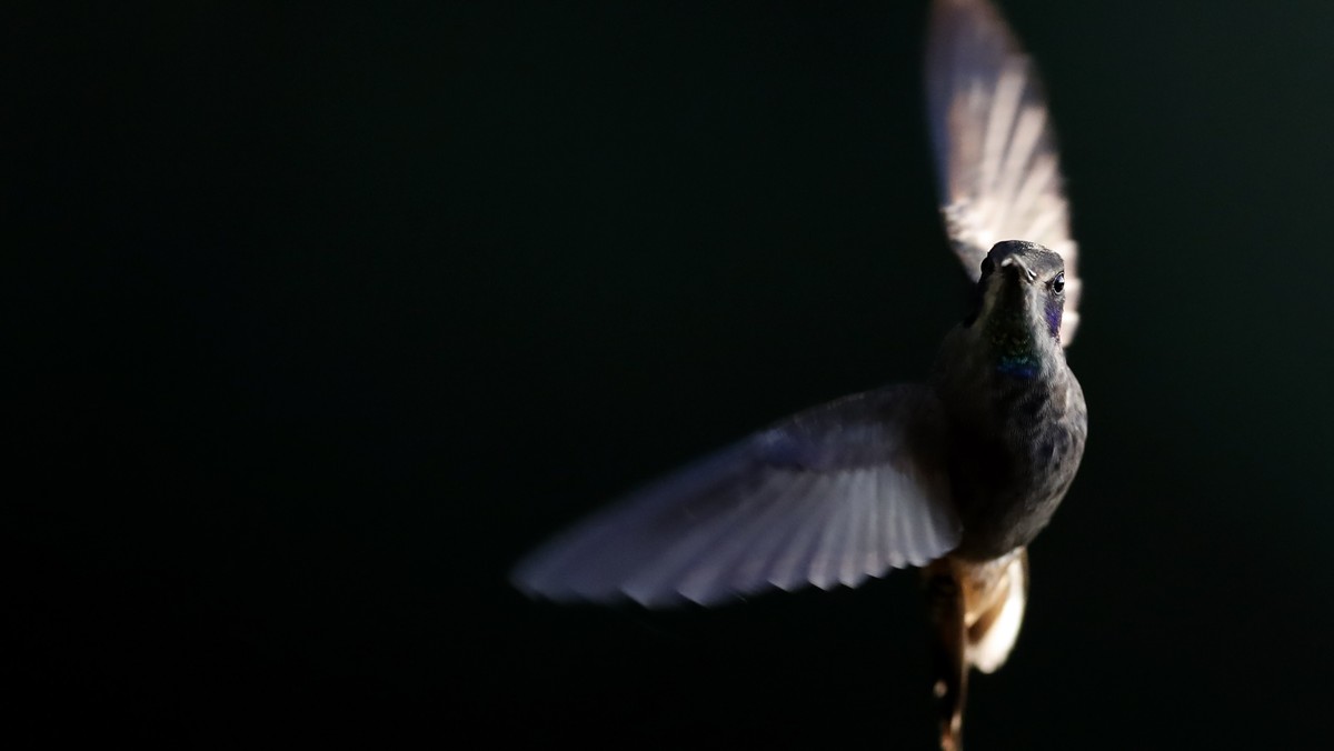 epa10490357 A bird of the Delphinae Hummingbird species, at the La Florida farm, in Cali, Colombia, 17 February 2023 (Issued 25 February 2023). For the Camacho Márquez family, the fluttering of the bi ...