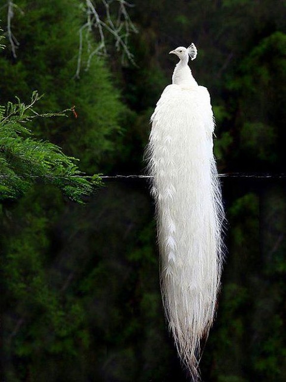 Albino-Pfau
https://fancy.com/things/293532661/White-peacock