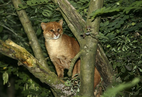 Jaguarundi, herpailurus yaguarondi, Erwachsener stehend auf Ast *** Jaguarundi, Herpailurus yaguarondi, Adult standing at Ast Copyright: imageBROKER/G.xLacz ibllag08223333.jpg Bitte beachten Sie die g ...