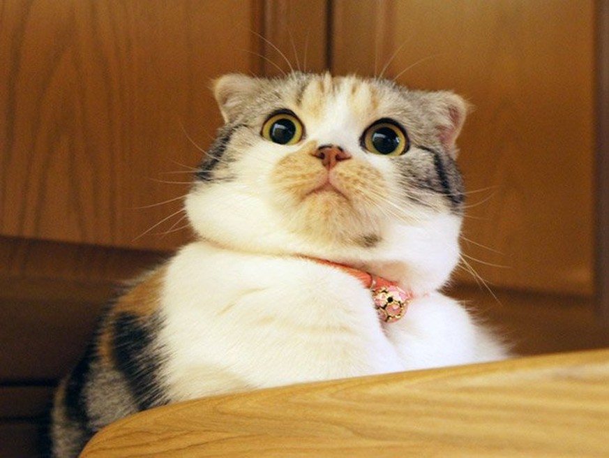 Sind Katzen die besseren Menschen? (Spoiler: Ja!) 