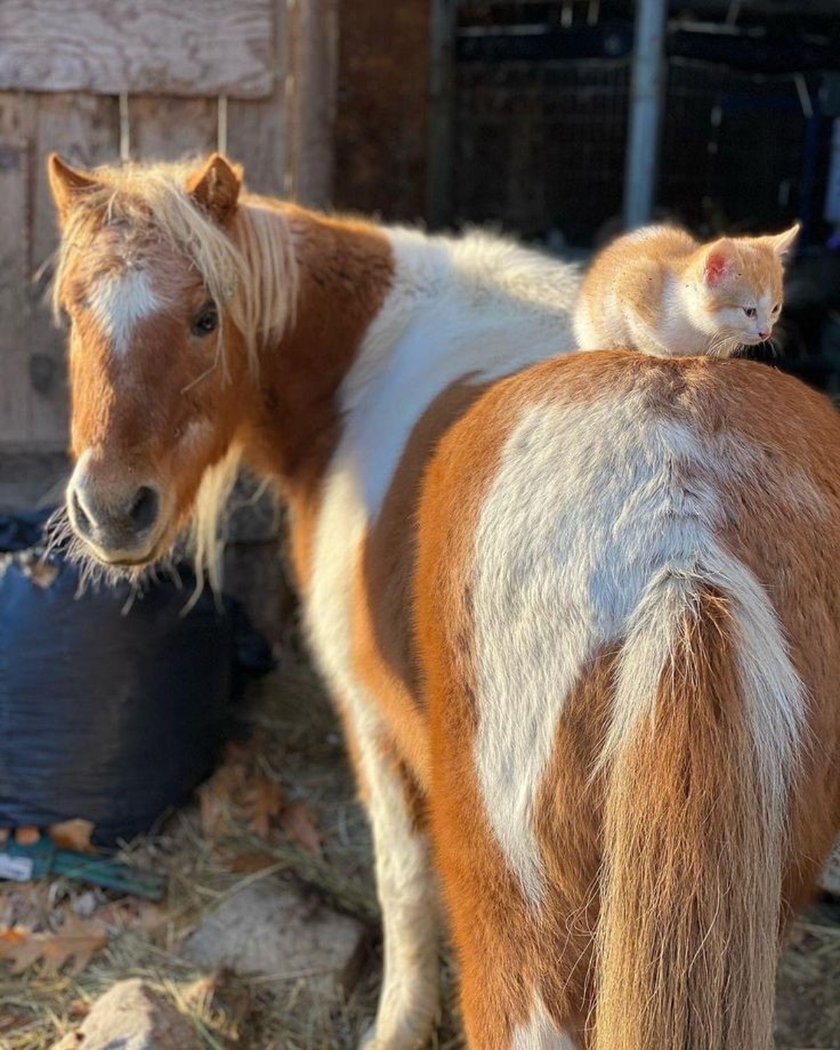 cute news tier pferd katze

https://ch.pinterest.com/pin/18718154694104442/