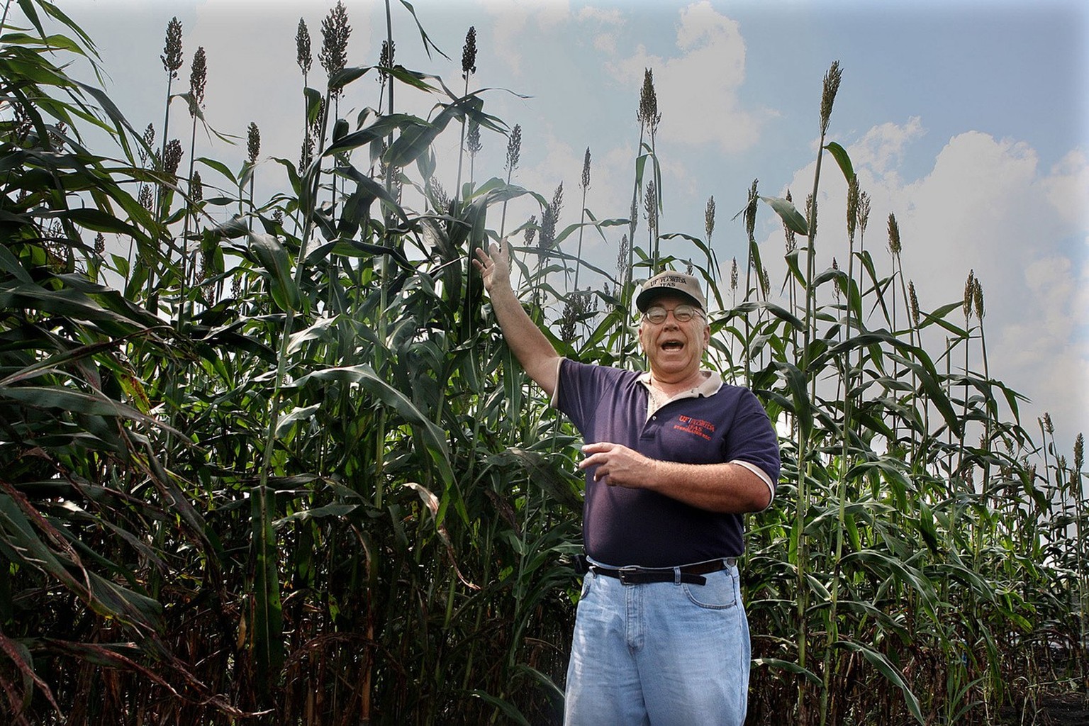 Dr. Zane Helsel, visiting researcher at University of Florida in Belle Glade, stands next to test plot of sweet sorghum on Oct. 3, 2008. Half a dozen ethanol companies in Florida are planning to use s ...
