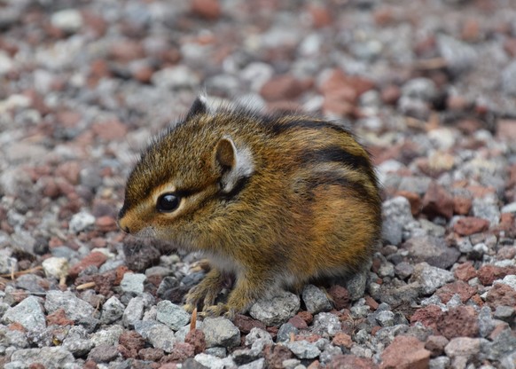 Streifenhörnchen