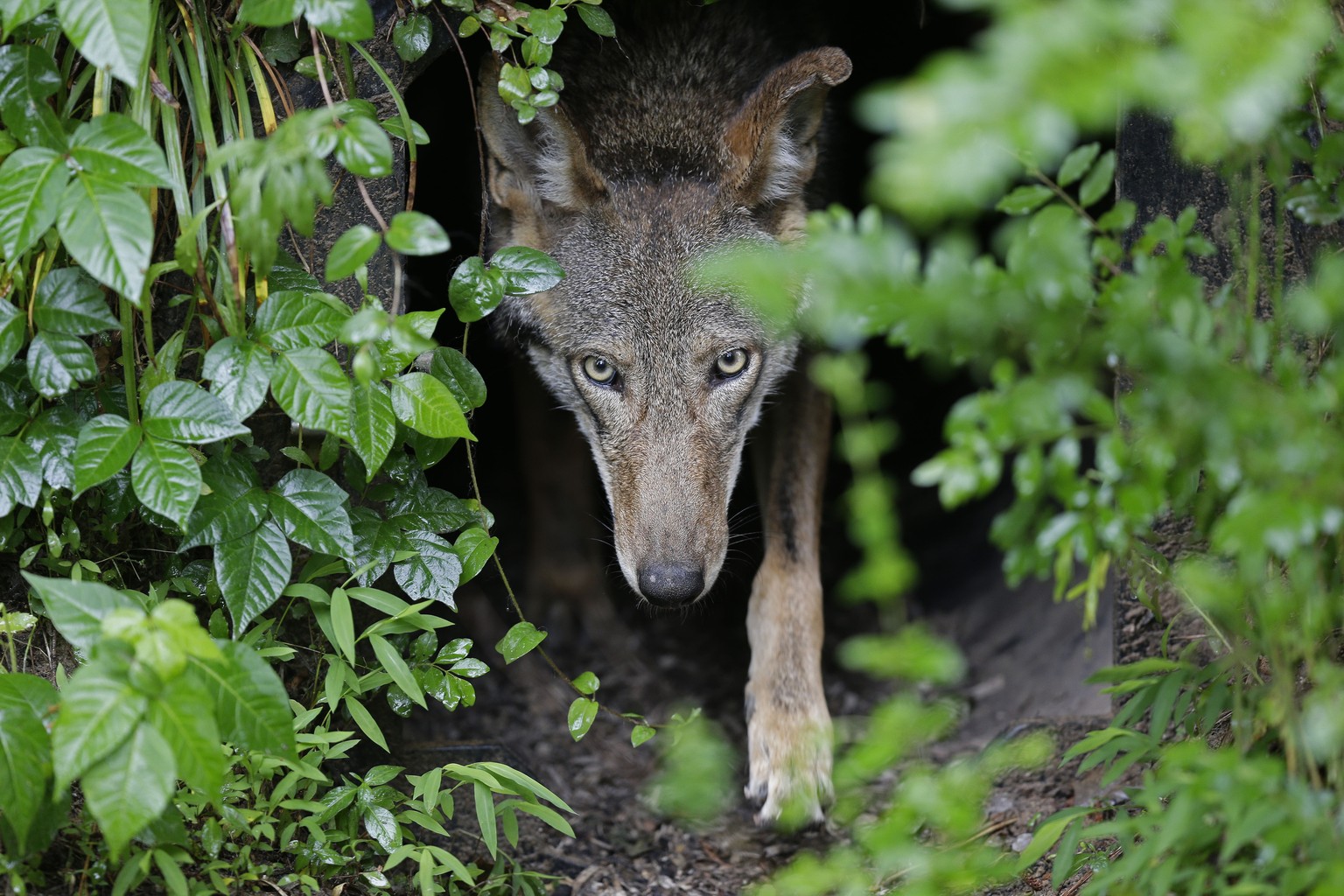 FILE - A female red wolf emerges from her den sheltering newborn pups at the Museum of Life and Science in Durham, N.C., on May 13, 2019. On Wednesday, Aug. 9, 2023, the U.S. government agreed to sett ...