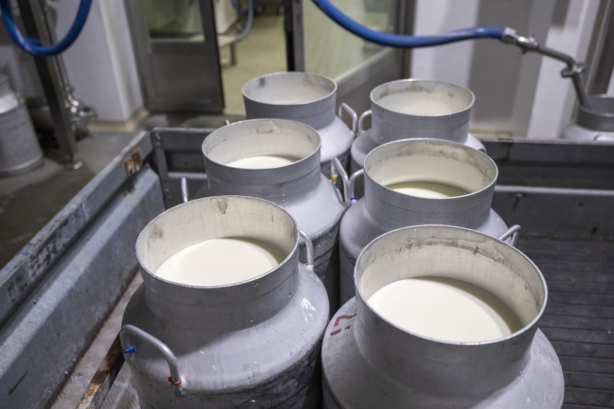 Frische Milch wird von den Aelplern direckt zur Kaeserei gebracht, in der Urnerboden Alpkaeserei anlaesslich der Bodaefahrt auf Urnerboden auf 1370m zwischen dem Klausenpass und Glarus am Dienstag 18. ...