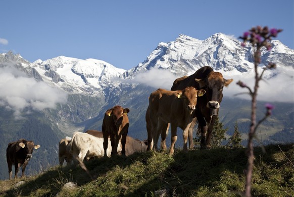 Mutterkuehe mit ihren Kaelbern weiden am Samstag, 7. August 2010, auf der Alp Zavragia in Obersaxen vor dem frisch verschneiten Bergpanorma mit dem Piz Urlaun und den Briglserhoerner. Nach den anhalte ...