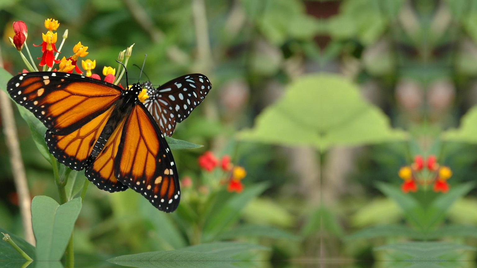 Papiliorama