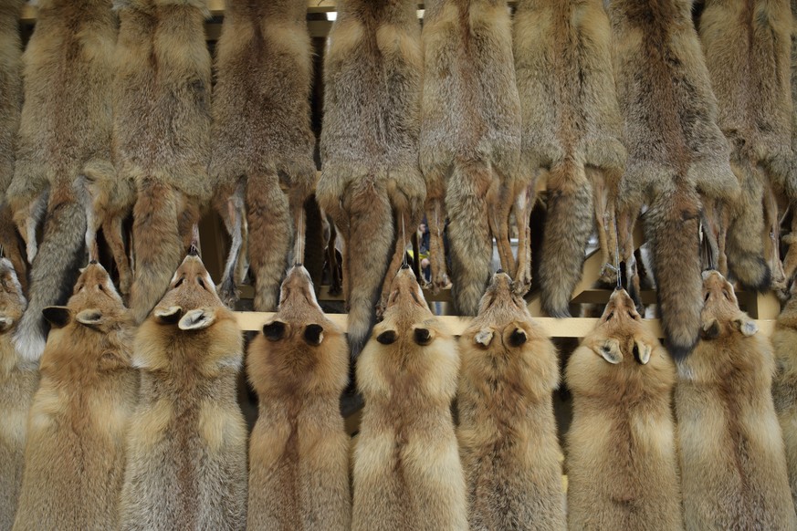 Fuchsfelle werden praesentiert, am traditionellen Fellmarkt der Jaegerschaft, am Samstag, 18. Maerz 2016, in Thusis. (KEYSTONE/Gian Ehrenzeller)