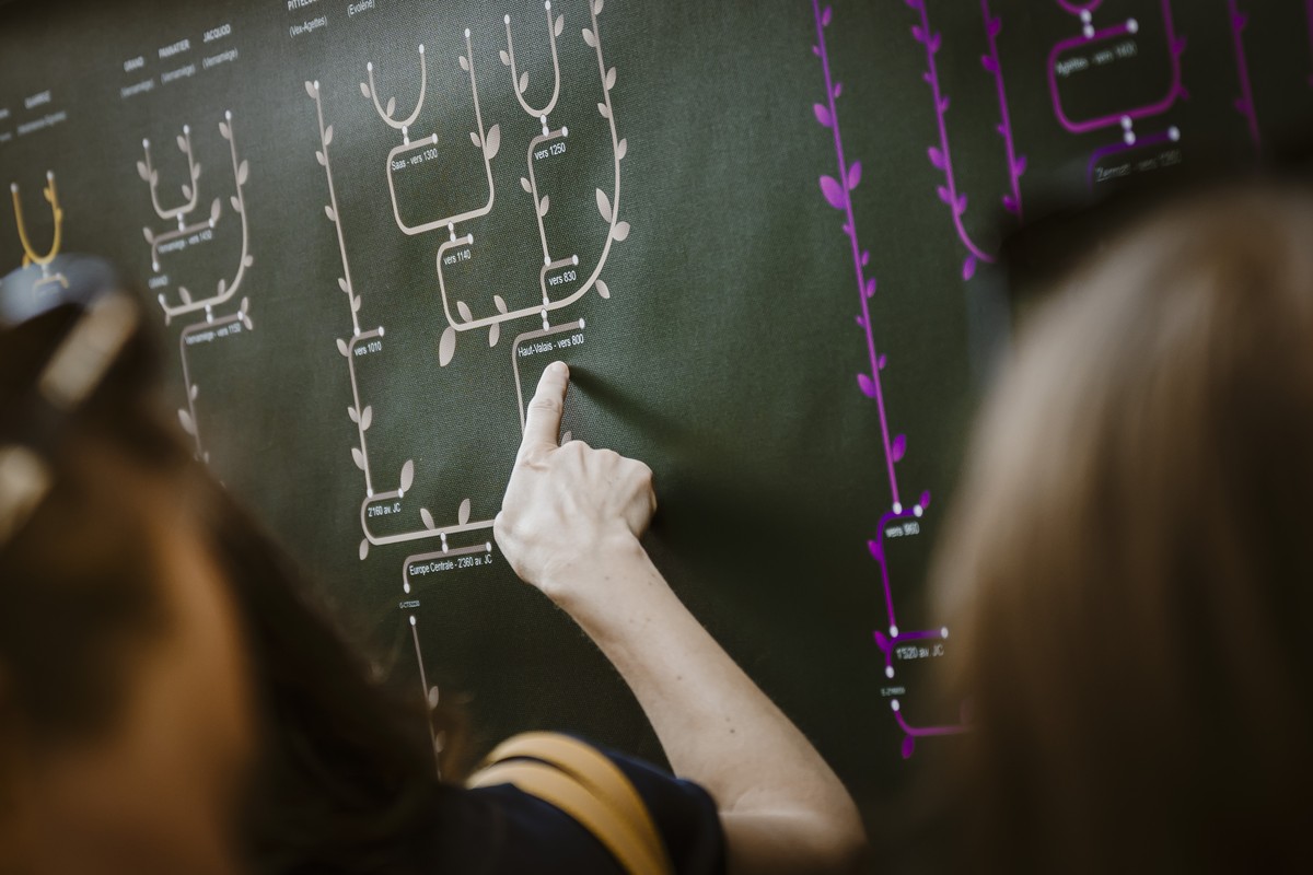 KEYPIX - Un arbre genealogique ou phylogenetique geant de 10 metres de longueur et 2 metres de hauteur regroupant toutes les familles du val d?Herens et reconstitue a partir des donnees ADN -Y, ainsi  ...